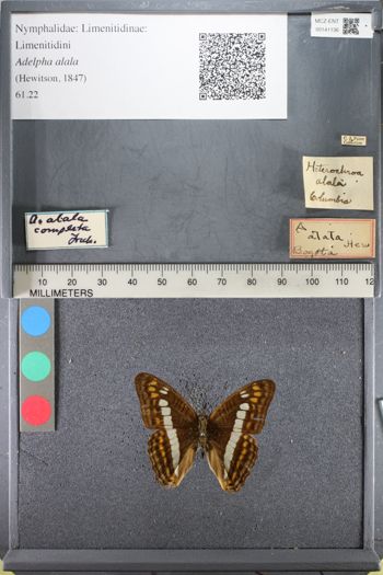 Media type: image;   Entomology 141136